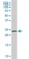 SEC22L1 Antibody (monoclonal) (M01)